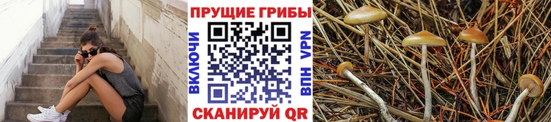 Псилоцибиновые грибы Psilocybine cubensis  ОМГ ОМГ зеркало  Красный Кут 